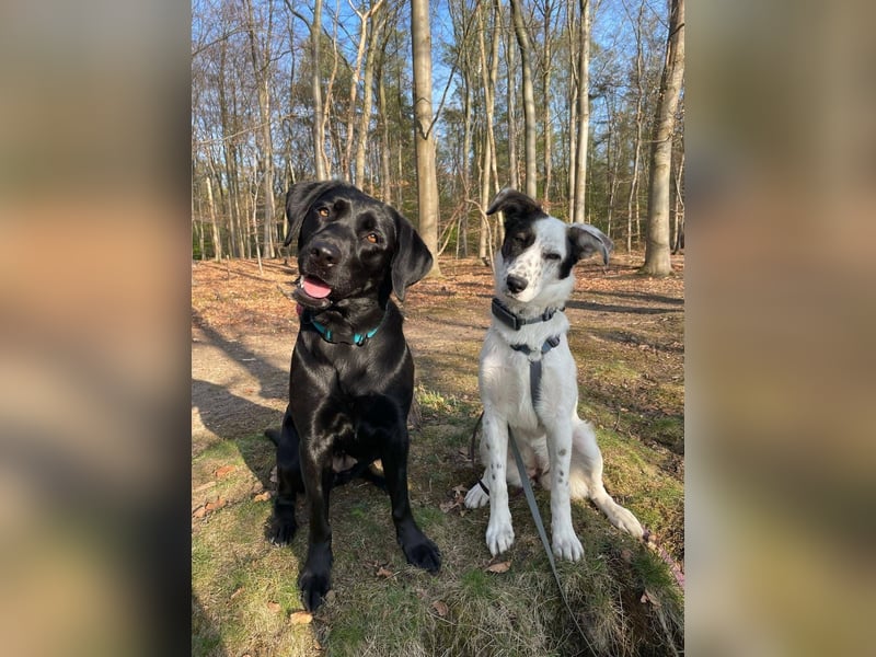 Lotti sucht ihr Zuhause
