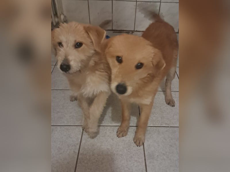 Biborka, fröhliches Terrier Welpen Mädchen geb. 2024