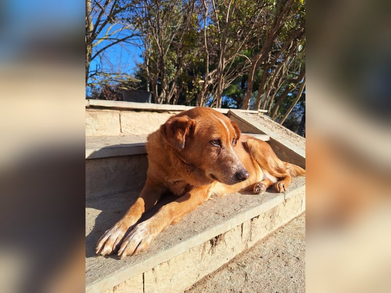Ginger - Charmante Hundedame sucht ein Zuhause!