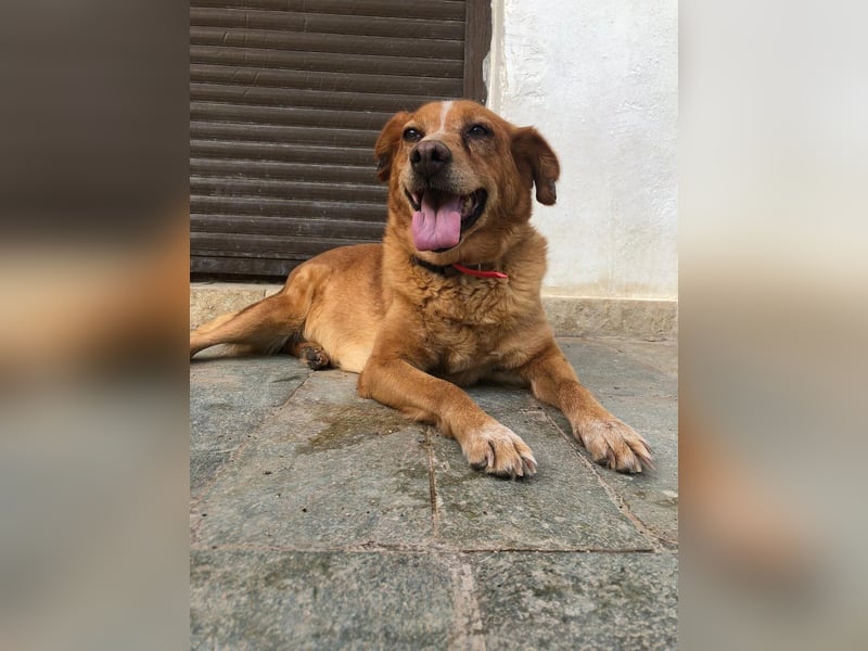 Ginger - Charmante Hundedame sucht ein Zuhause!