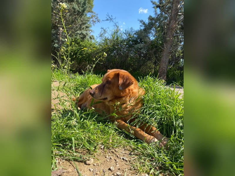 Ginger - Charmante Hundedame sucht ein Zuhause!