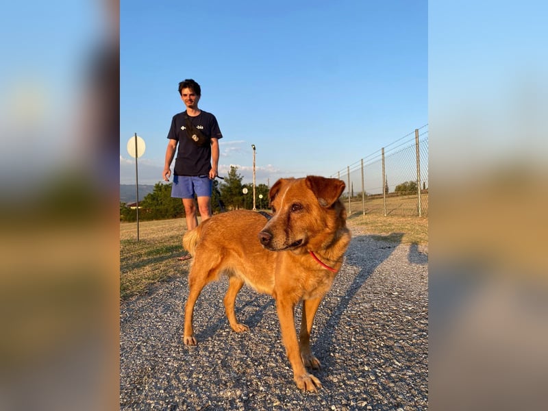 Ginger - Charmante Hundedame sucht ein Zuhause!