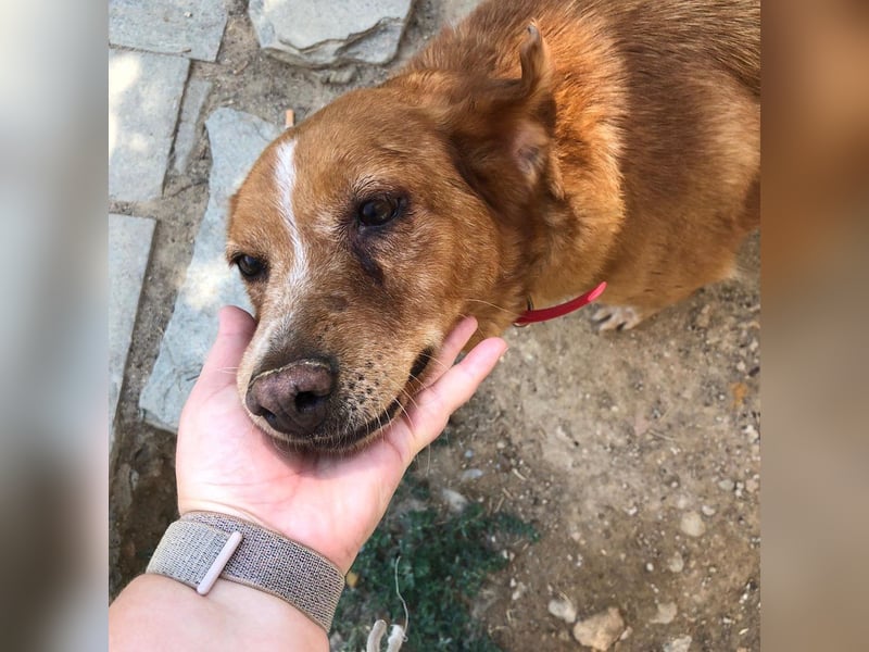 Ginger - Charmante Hundedame sucht ein Zuhause!