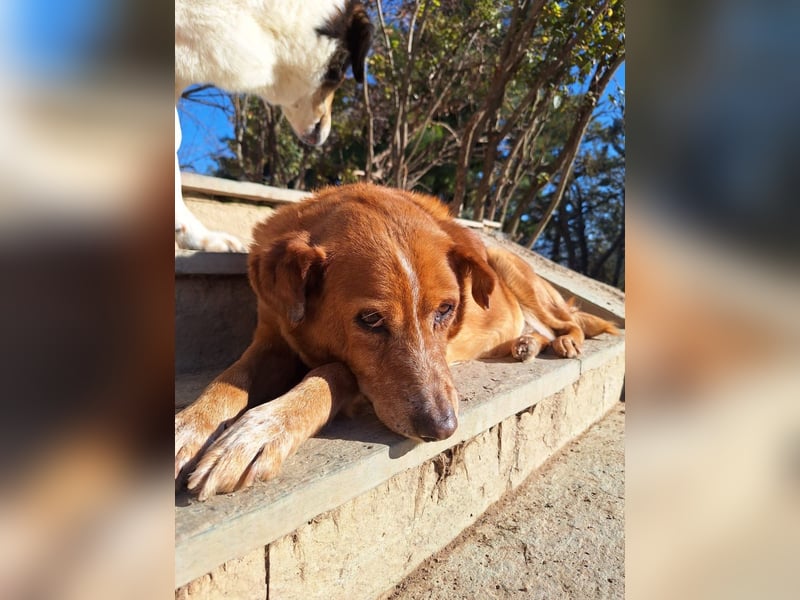 Ginger - Charmante Hundedame sucht ein Zuhause!