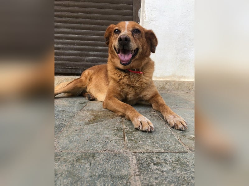 Ginger - Charmante Hundedame sucht ein Zuhause!