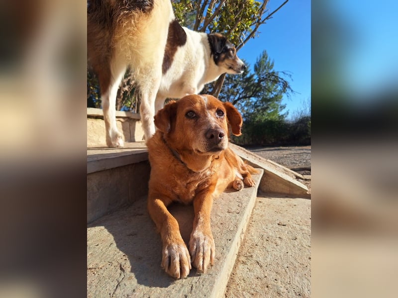 Ginger - Charmante Hundedame sucht ein Zuhause!