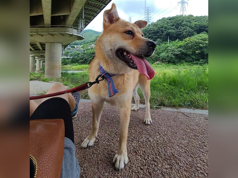 Tania,sanfte etwas schüchterne Shiba- MixDame,16 kg ,37 cm groß, ca. 5Jahre
