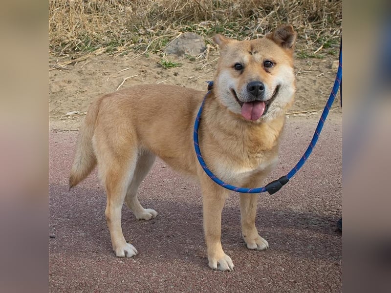 Tania,sanfte etwas schüchterne Shiba- MixDame,16 kg ,37 cm groß, ca. 5Jahre