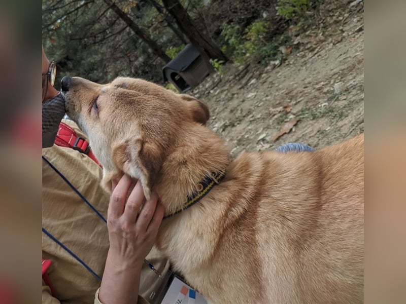 Tania,sanfte etwas schüchterne Shiba- MixDame,16 kg ,37 cm groß, ca. 5Jahre