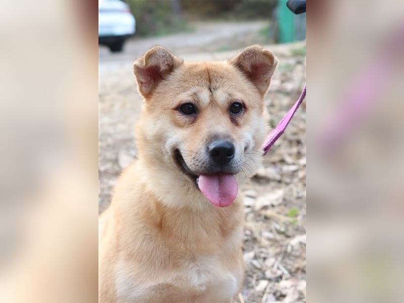Tania,sanfte etwas schüchterne Shiba- MixDame,16 kg ,37 cm groß, ca. 5Jahre