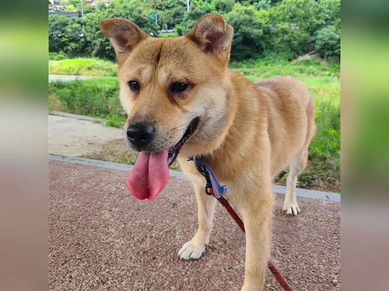 Tania,sanfte etwas schüchterne Shiba- MixDame,16 kg ,37 cm groß, ca. 5Jahre
