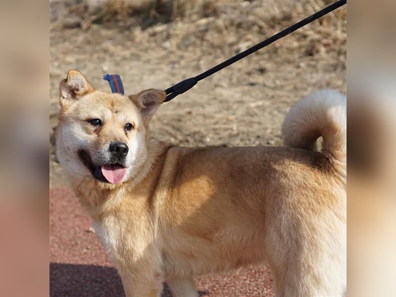 Tania,sanfte etwas schüchterne Shiba- MixDame,16 kg ,37 cm groß, ca. 5Jahre