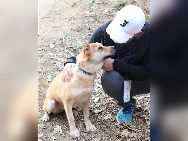 Tania,sanfte etwas schüchterne Shiba- MixDame,16 kg ,37 cm groß, ca. 5Jahre