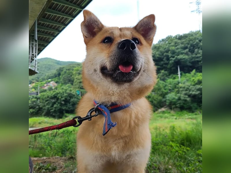 Tania,sanfte etwas schüchterne Shiba- MixDame,16 kg ,37 cm groß, ca. 5Jahre