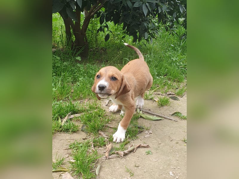 Junghündin TILLY sucht ihr Für-immer-Zuhause