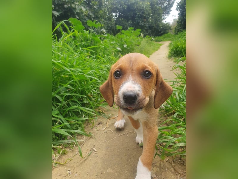 Junghündin TILLY sucht ihr Für-immer-Zuhause