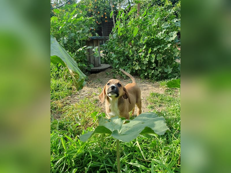 Junghündin TALIA sucht ihr Für-immer-Zuhause