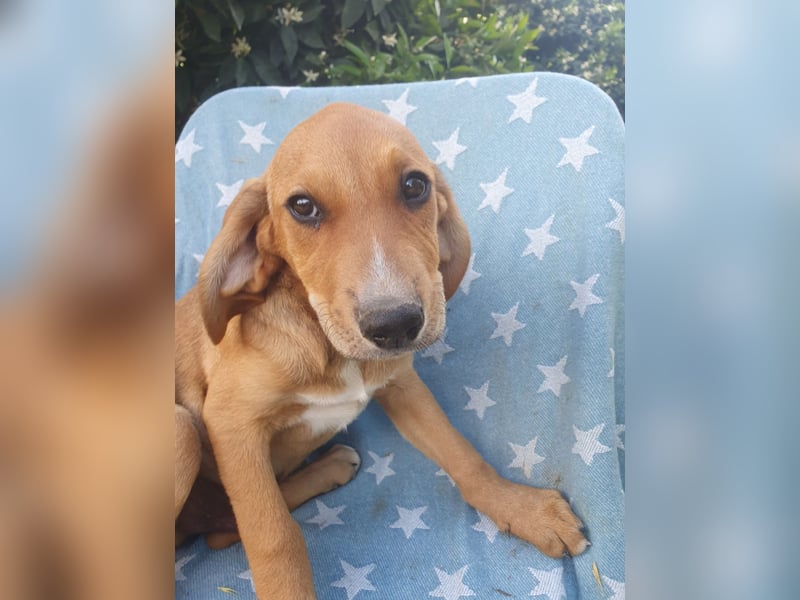 Junghündin TILLY sucht ihr Für-immer-Zuhause