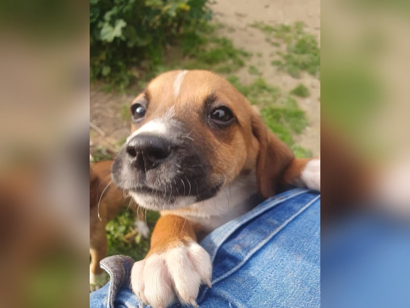 Junghündin TALIA sucht ihr Für-immer-Zuhause