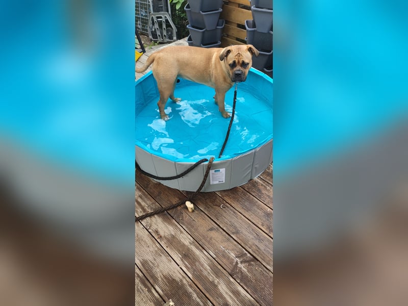 Hundedame zu vermitteln