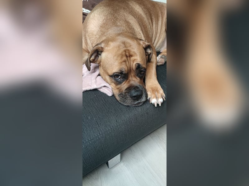 Hundedame zu vermitteln