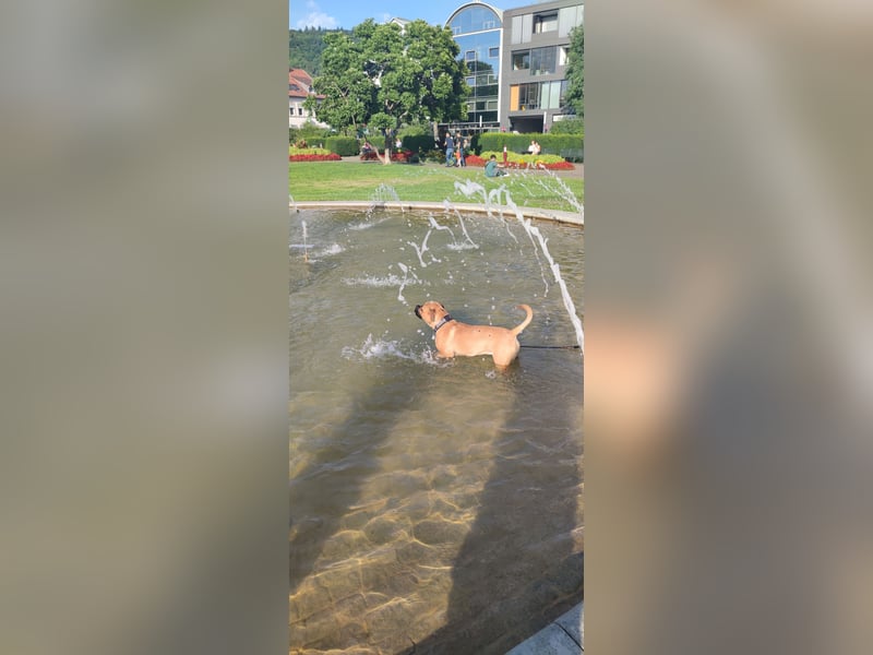 Hundedame zu vermitteln