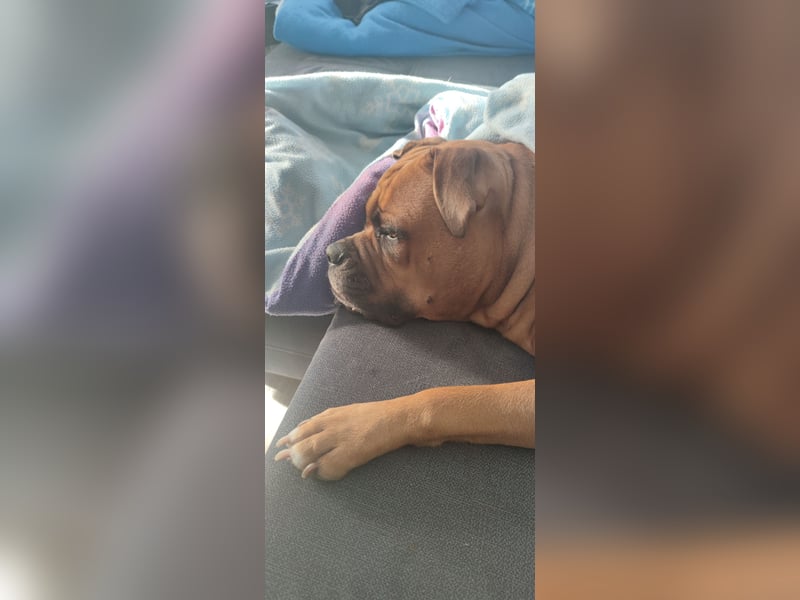 Hundedame zu vermitteln