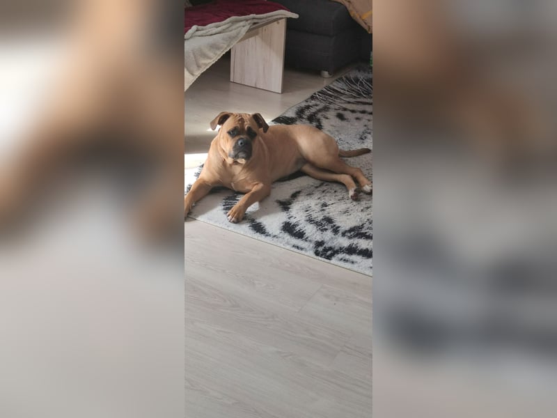 Hundedame zu vermitteln