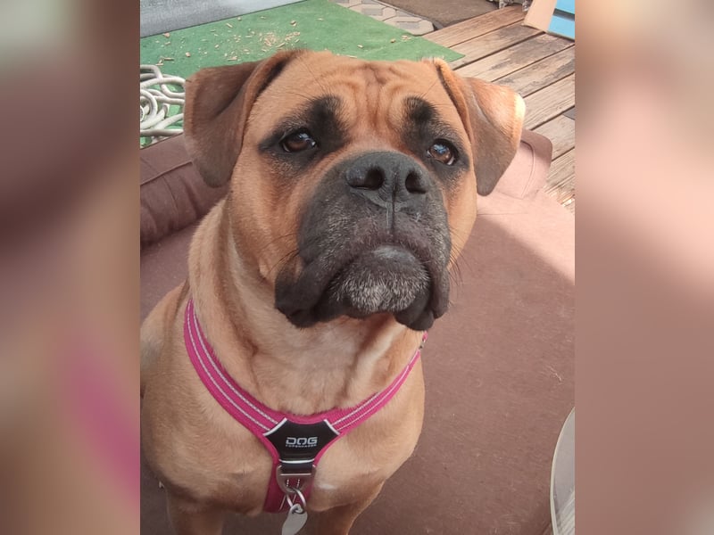 Hundedame zu vermitteln