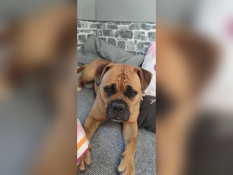 Hundedame zu vermitteln