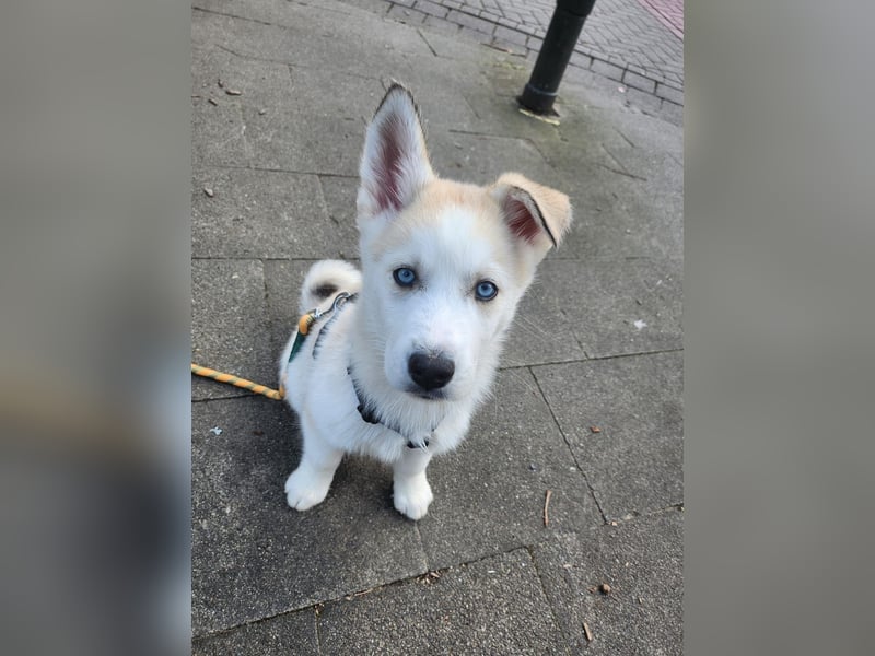 Akita/Sibirien Husky Welpen