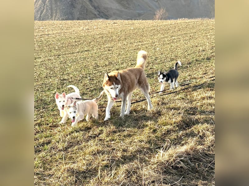 Akita/Sibirien Husky Welpen