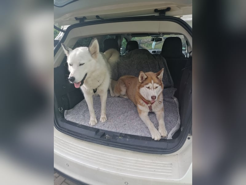 Akita/Sibirien Husky Welpen