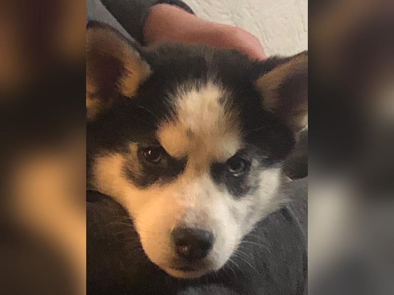 Akita/Sibirien Husky Welpen