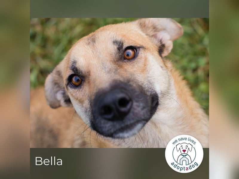 Bella: Treue Begleiterin