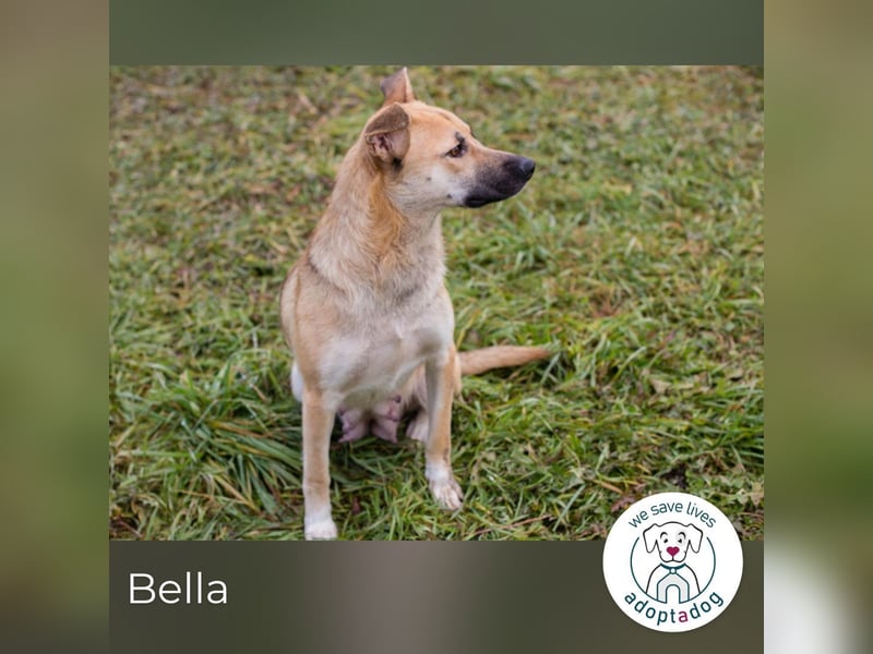 Bella: Treue Begleiterin