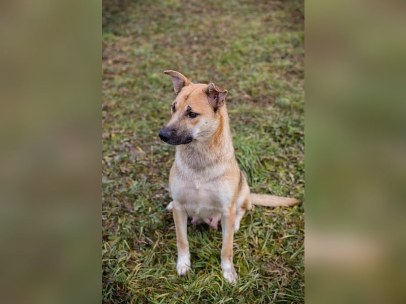 Bella: Treue Begleiterin