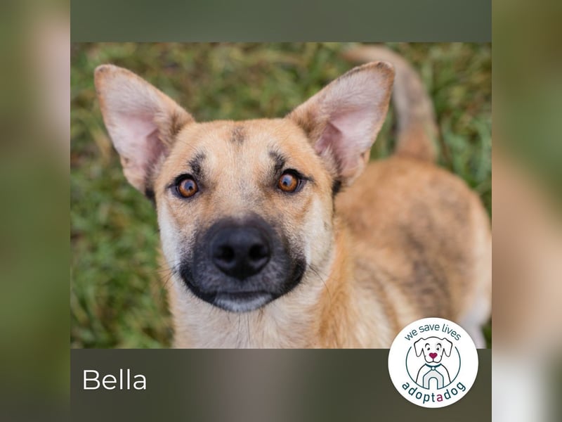 Bella: Treue Begleiterin