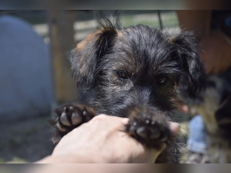 Achtung Zuckerschock: Vaiana sucht aktives und liebevolles Zuhause