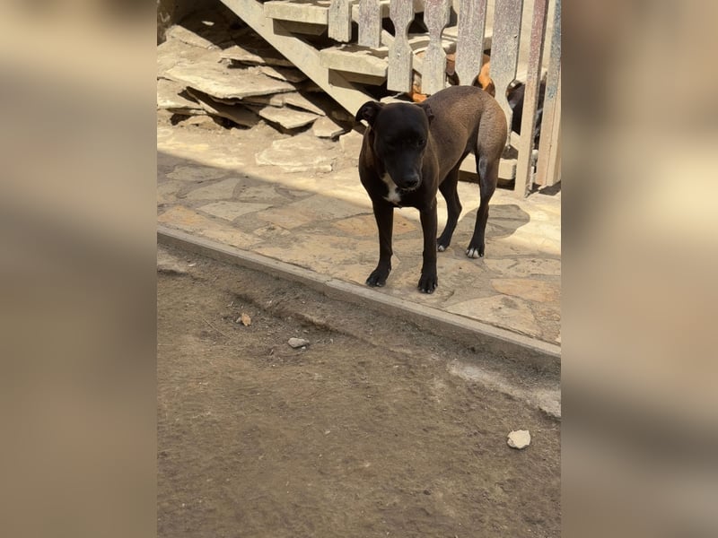 Luna - kinderliebe Hündin sucht einfühlsames Zuhause