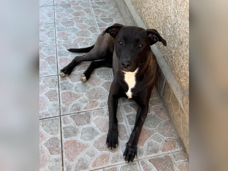 Luna - kinderliebe Hündin sucht einfühlsames Zuhause