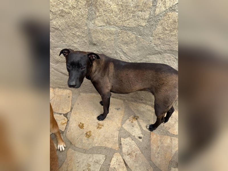 Luna - kinderliebe Hündin sucht einfühlsames Zuhause