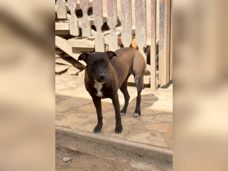Luna - kinderliebe Hündin sucht einfühlsames Zuhause