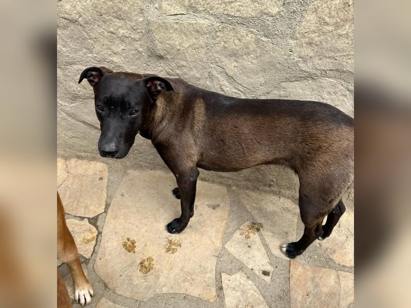 Luna - kinderliebe Hündin sucht einfühlsames Zuhause