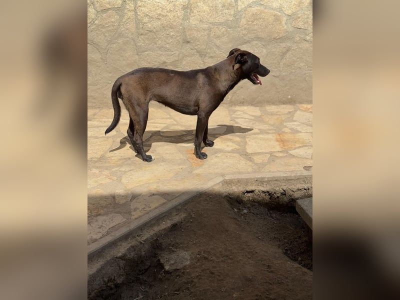 Luna - kinderliebe Hündin sucht einfühlsames Zuhause