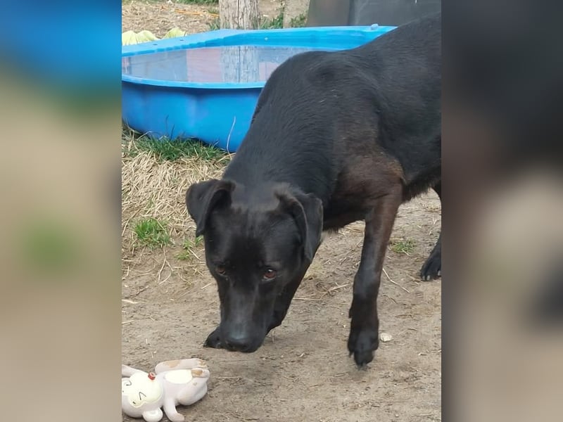 Tonca, sucht ihren Menschen