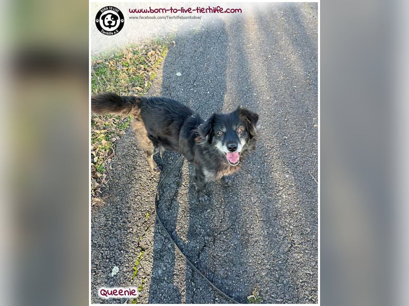 Freundliche QUEENIE sucht ein liebes Zuhause
