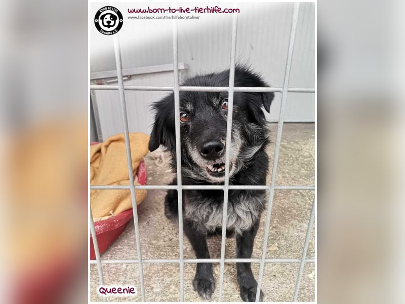 Freundliche QUEENIE sucht ein liebes Zuhause