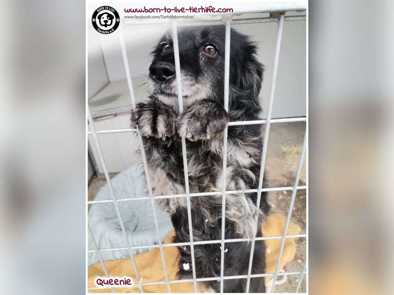 Freundliche QUEENIE sucht ein liebes Zuhause