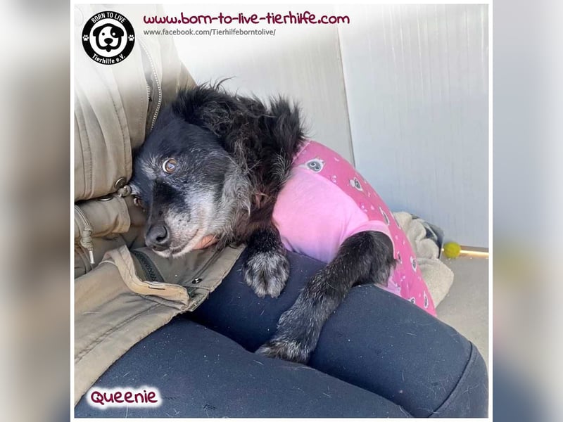 Freundliche QUEENIE sucht ein liebes Zuhause